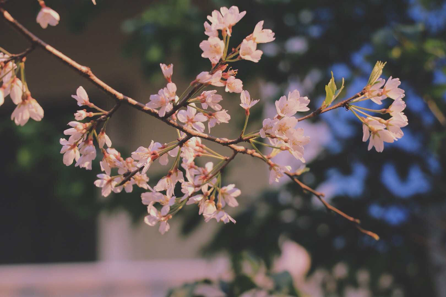 去日本留学还可以学费减免？